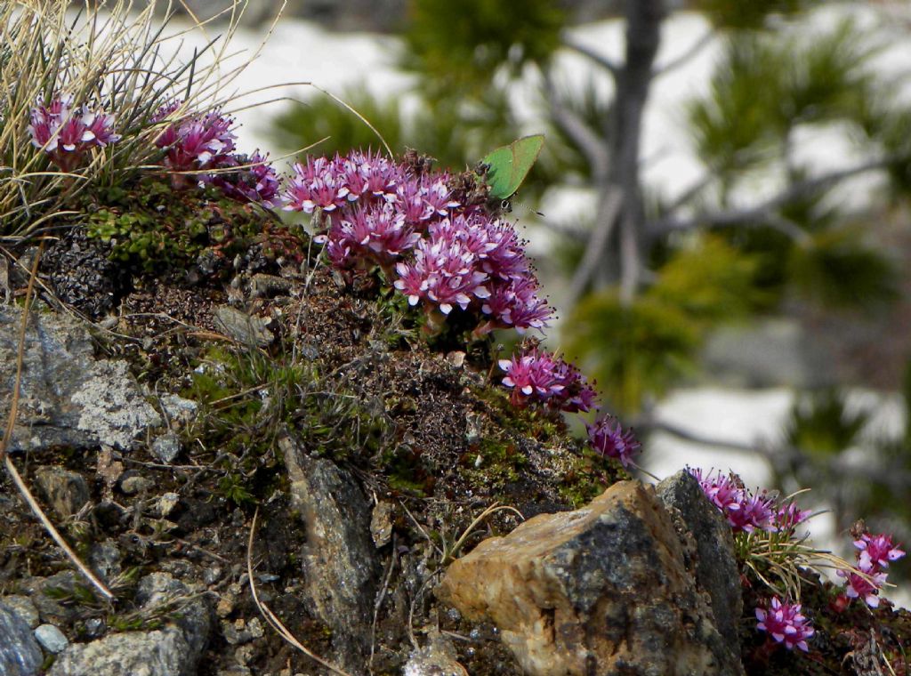 Saxifraga retusa subsp. augustana / Sassifraga Valdostana
